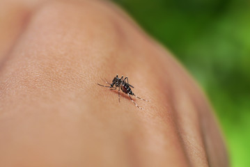 Close-up of a mosquito sucking blood in rainforests.