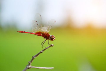 dragonfly on a light background