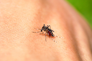Close-up of a mosquito sucking blood in rainforests.