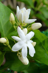 Fototapeta premium White Jasmine flower.