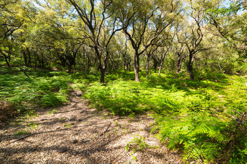 tree and fern in the forest