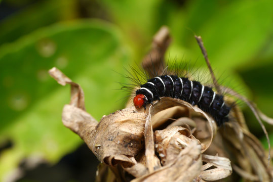 Black worms.