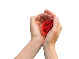 Poppy in girls hands on white background. front view