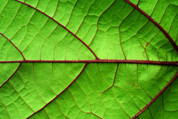 Fototapeta na wymiar Detail of a leaf fibers