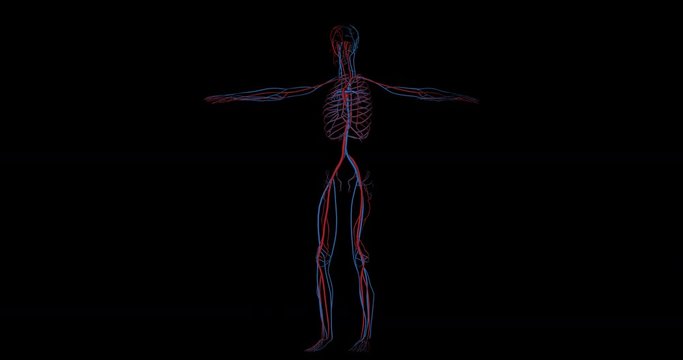 Animation of system of veins and arteries and heart in circulatory system of a human body gyrating on black background in 4K format