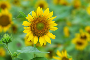 Fototapeta premium Bright yellow sunflowers