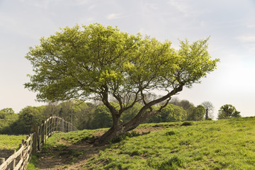 Twisted Hawthorn