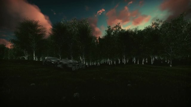 Birch forest at sunset, camera lifting