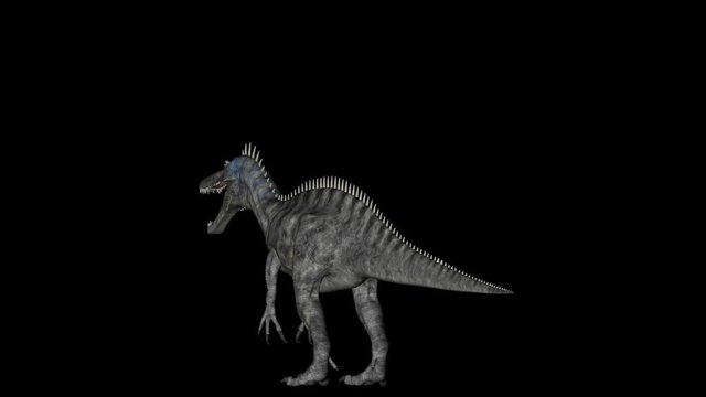 Animation of dinosaur Suchomimus gyrating 360 degree on black background
