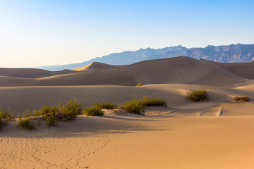 Mesquite dunes in Death Valley, California, USA