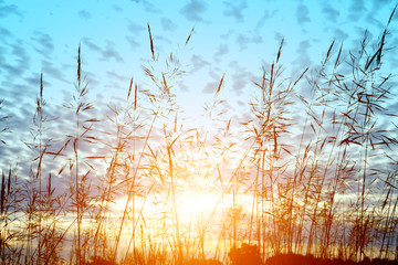 Obraz premium wild grass in sunset counterlight