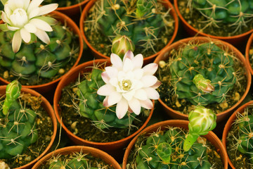 Cactus flower plant.