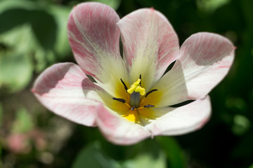 The blooming pink tulip in the spring