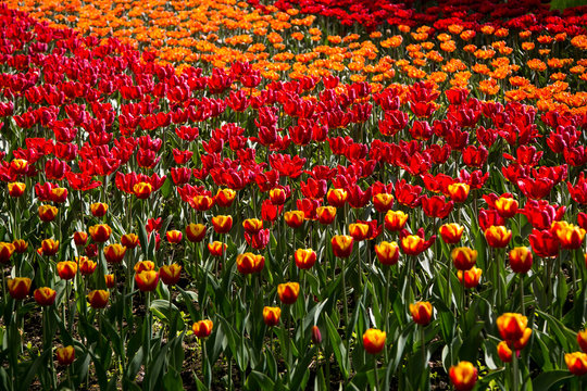Colorful blossing tulips in public park