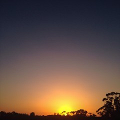 Golden sunset against a clear sky with trees in the foreground, in Andalucia, Spain.