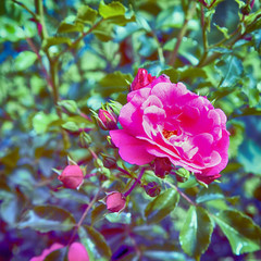 Wild rose in a garden