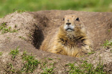 Präriehund (Cynomys)