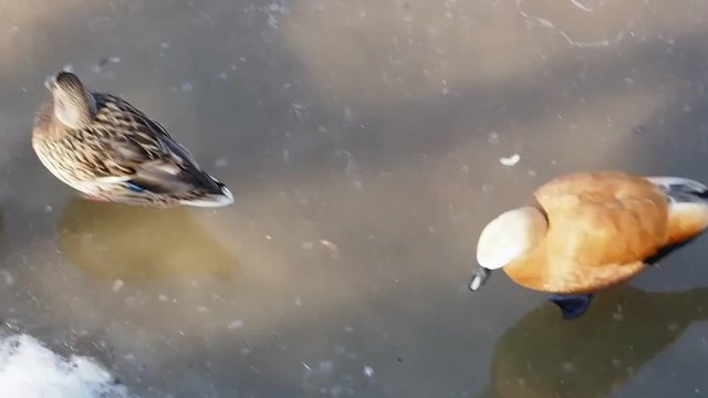 Ducks on ice