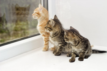 kitten on a window sill