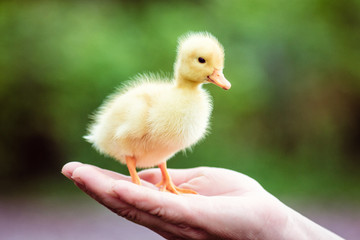 Two duckling in a man's hand