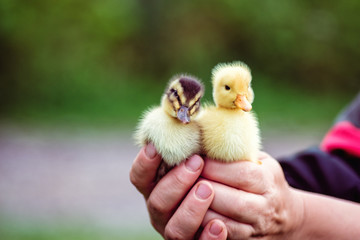 Two duckling in a man's hand