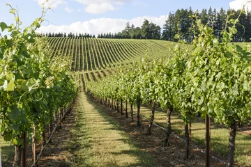 Fototapete Weingarten Frühling in den Traubenfeldern von West-Oregon