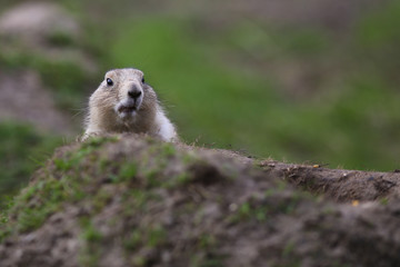 Präriehund (Cynomys)