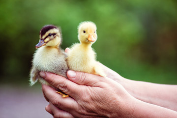 Two duckling in a man's hand - obrazy, fototapety, plakaty