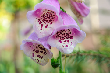 Pink Foxgloves detail. digitalis 