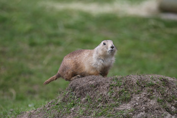 Präriehund (Cynomys)