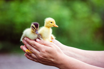 Two duckling in a man's hand