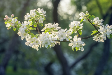 Blooming tree branch in apple garden