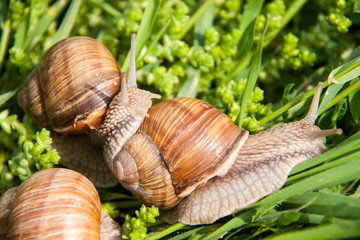 three snails are crawling in the green grass