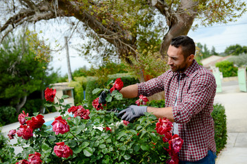 handsome young man gardener trimming and taking care of beautiful roses