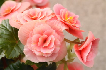 Beautiful pink flowers - begonia