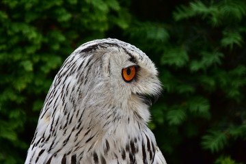 Horned owl