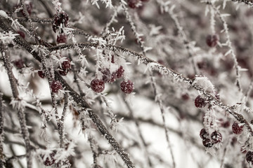 Snow-covered branch of wild apple tree with red fruits
