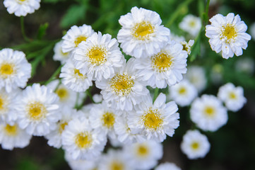 little white flowers on garden