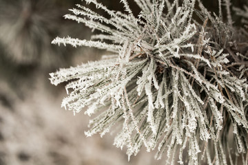 Pine branch in hoarfrost on a cold day.