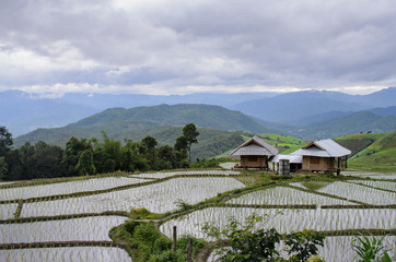 Fototapeta premium Cottage among young rice field on rice terrace,beautiful mountain background,Chiang Mai province,Thailand