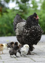 Huhn Henne mit Küken