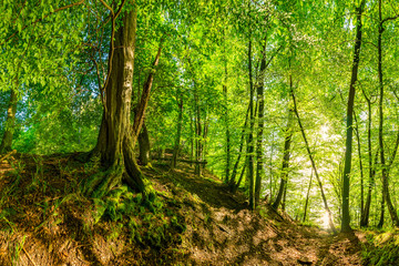 Alter Baum auf einem Hügel im Wald