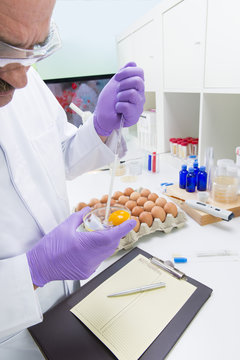 Lebensmittelkontrolle  im Labor Hygiene Ei Salmonellen