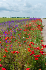 poppies on green field