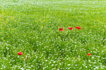 poppies on green field