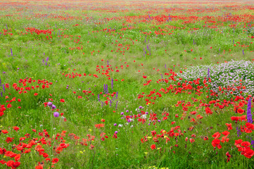 poppies on green field