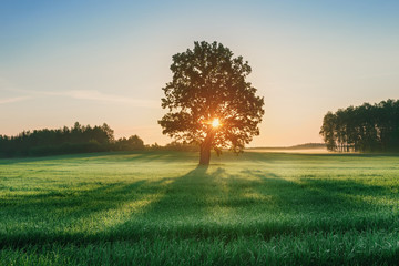 Landscape with alone oak in wheat field during sunrise