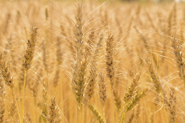 Golden wheat field