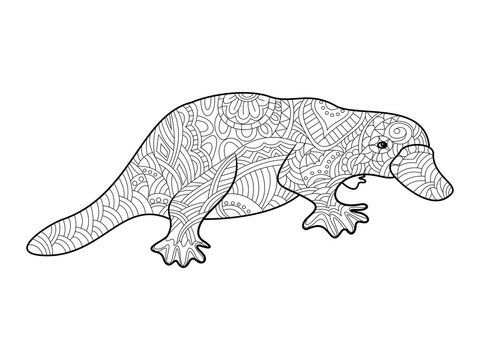 Platypus Coloring Book For Adults Vector