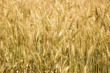 Golden wheat field